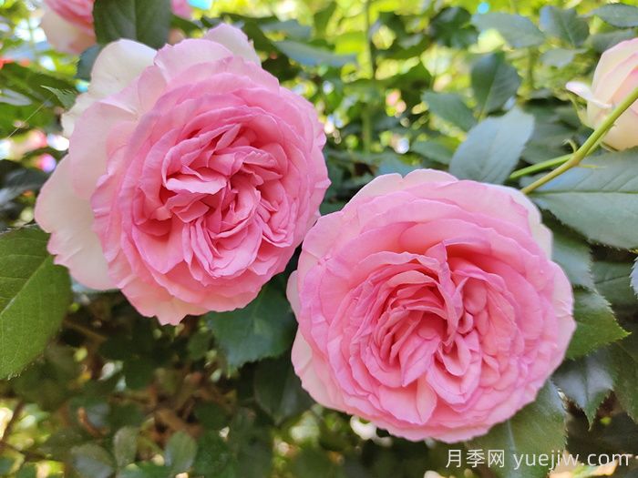 藤本月季知識科普，生長(cháng)習性、經(jīng)典品種及種植要點(diǎn)(圖2)