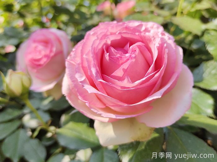 藤本月季的特征、品種、養護(圖1)