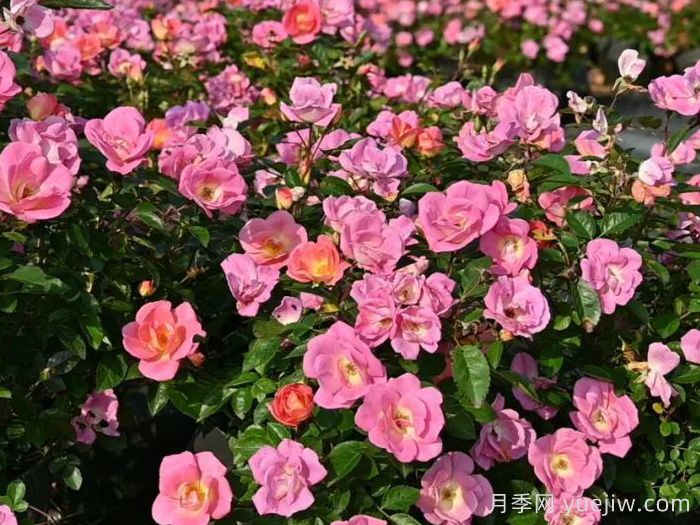 中國景觀(guān)月季商業(yè)育種現狀探索(圖1)