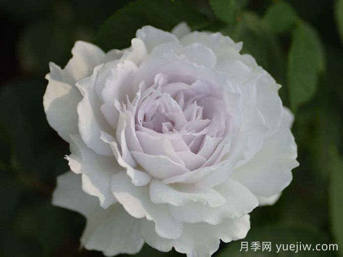 萬(wàn)中選五種，適合月季控的城市陽(yáng)臺月季花(圖3)