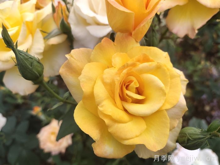 現代月季的分類(lèi)及特點(diǎn)(圖1)
