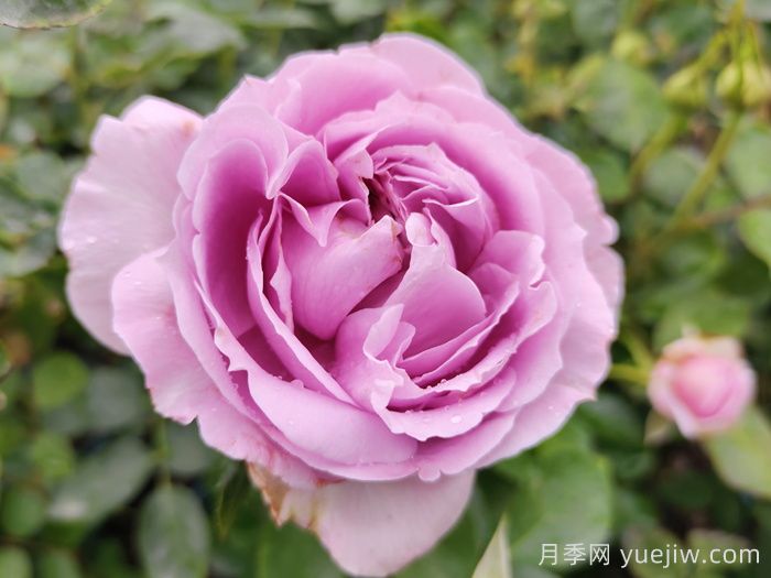 賞中國月季文化，詩(shī)詠月季花(圖1)