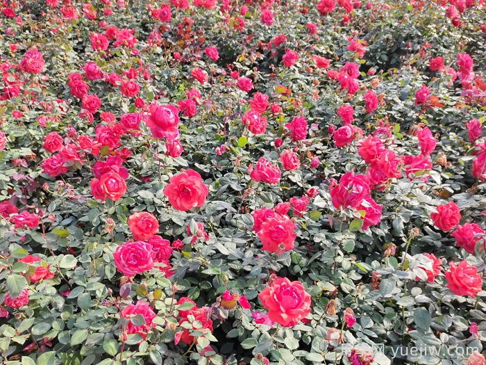 賞中國月季文化，詩(shī)詠月季花(圖2)