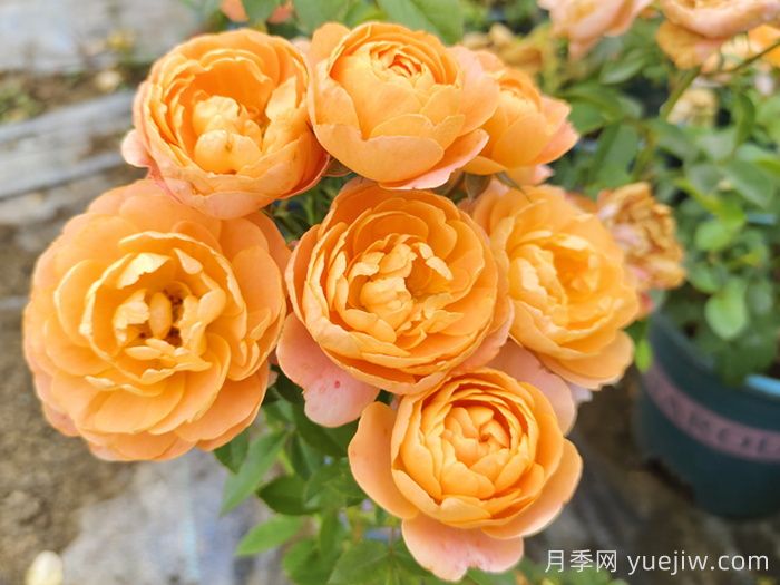 果汁陽(yáng)臺月季專(zhuān)為陽(yáng)臺，讓果汁陽(yáng)臺四季開(kāi)花的辦法(圖1)
