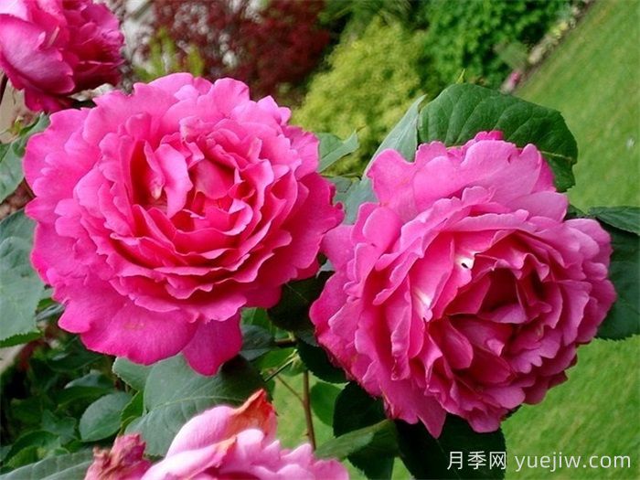 九大精品濃香月季品種，花香滿(mǎn)屋(圖1)