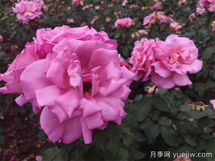 哪些月季更值得購買(mǎi)種植？月季優(yōu)缺點(diǎn)大比拼(圖1)