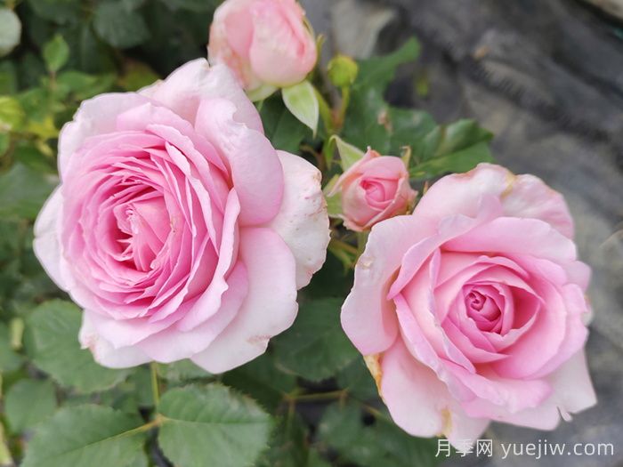 哪些月季更值得購買(mǎi)種植？月季優(yōu)缺點(diǎn)大比拼(圖2)