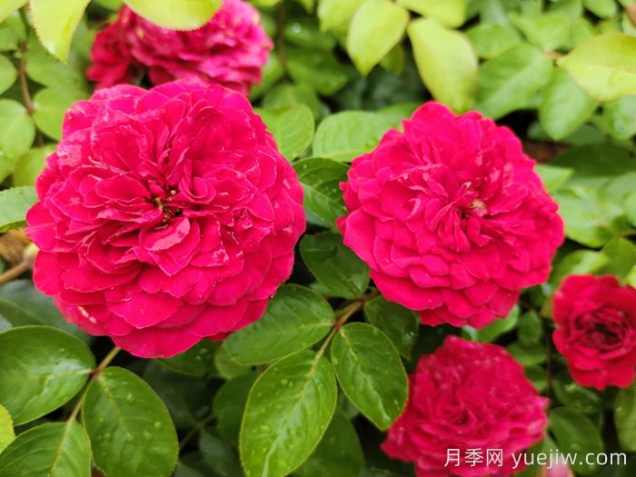 哪些月季更值得購買(mǎi)種植？月季優(yōu)缺點(diǎn)大比拼(圖3)