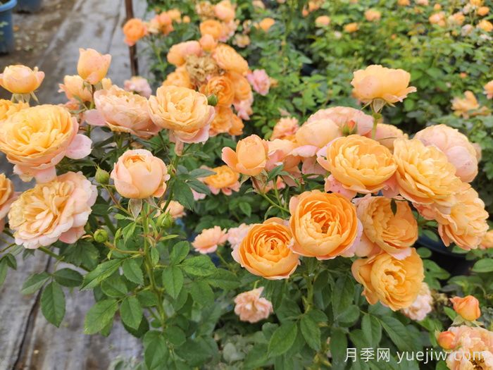 這3種微型月季，適合陽(yáng)臺種(圖3)