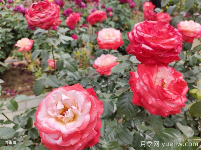 分享10種經(jīng)典大花月季，開(kāi)花鮮艷美翻春季(圖2)
