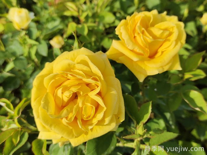 分享10種經(jīng)典大花月季，開(kāi)花鮮艷美翻春季(圖3)
