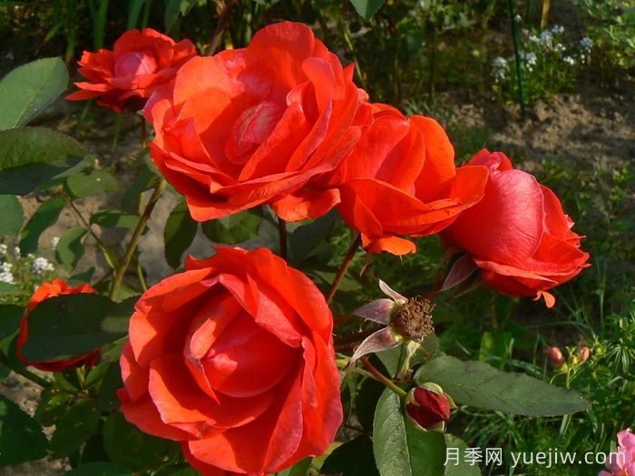 現代火焰月季/摩登火光(圖1)