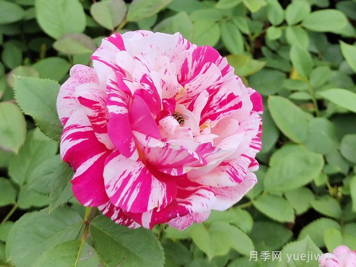 節日禮花月季(圖2)