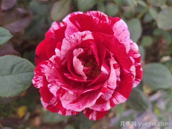 節日禮花月季(圖6)