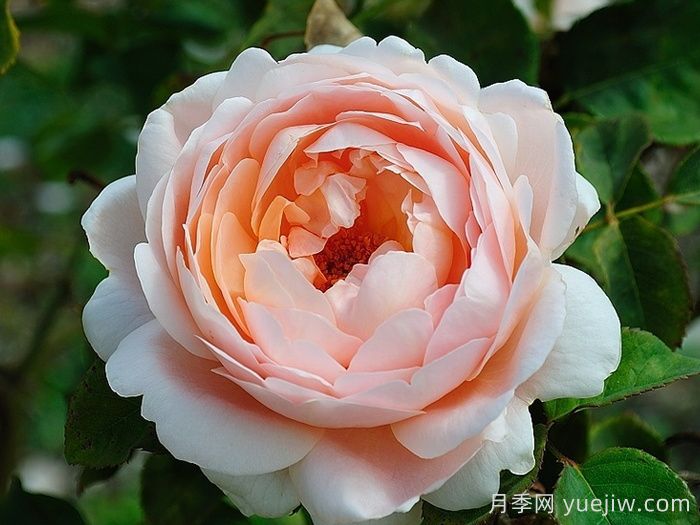 推薦10種灌木月季，適合陽(yáng)臺庭院的品種(圖3)