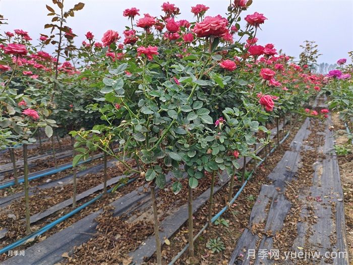 養好月季要避免的5大雷區總結(圖2)