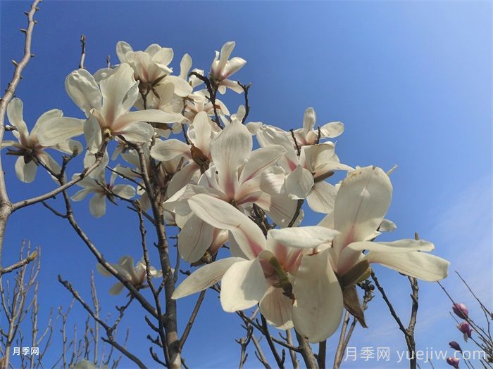 白玉蘭，花界高冷女神(圖1)