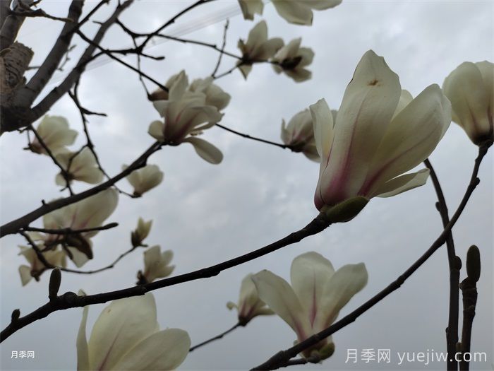 六種玉蘭介紹：白玉蘭、紫玉蘭、二喬玉蘭、望春玉蘭、飛黃玉蘭、寶華玉蘭(圖3)