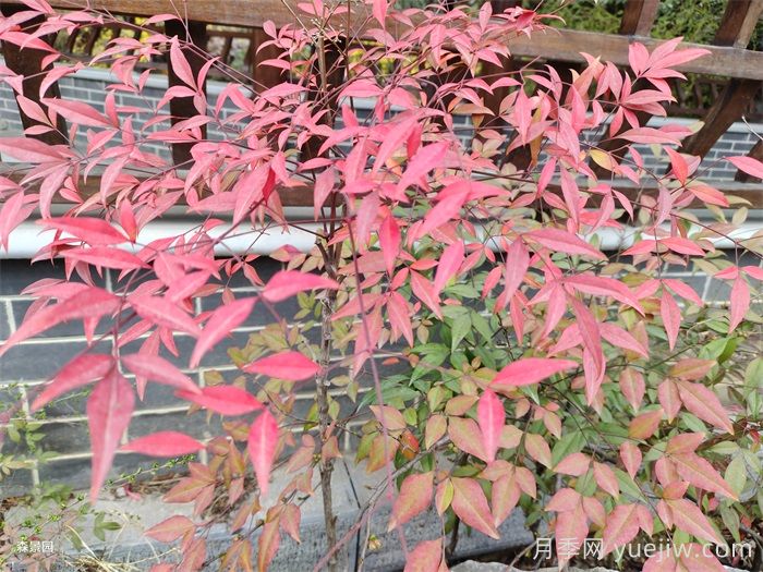 治愈系庭院花園植物，設計師必知的植物分享！(圖1)