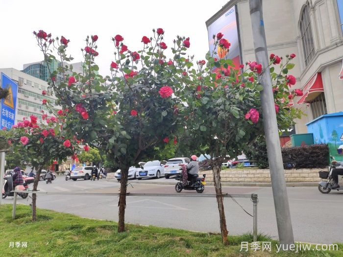 常見(jiàn)綠化的類(lèi)型和景觀(guān)植物配置(圖2)