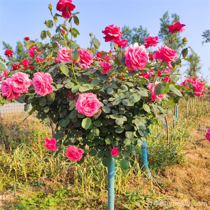 樹(shù)狀月季花怎么澆水和施肥？(圖1)