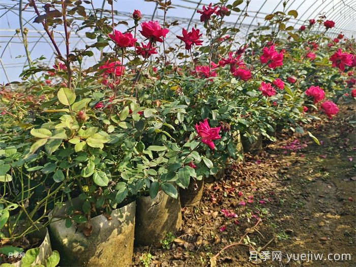 月季花后如何修剪？(圖1)