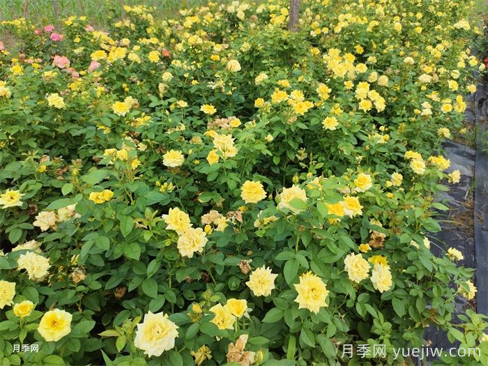 不同狀態(tài)的月季如何修剪？(圖1)