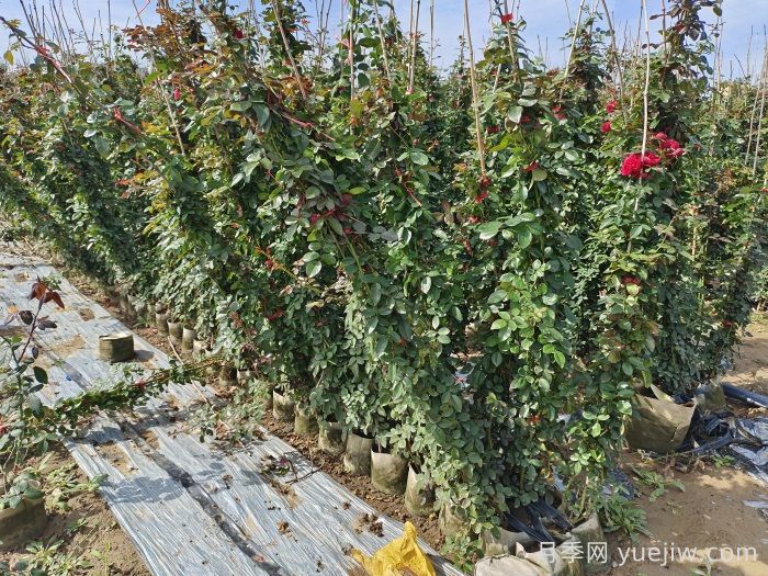 藤本月季養植要點(diǎn)有哪些？(圖1)