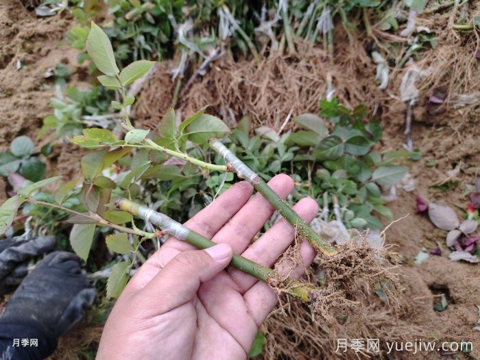 月季砧木與接穗培育怎么操作？(圖1)