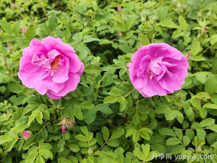 月季、玫瑰和薔薇到底有哪些不同？(圖2)
