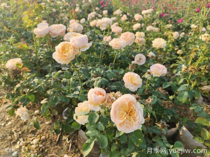 月季新葉卷曲枯萎的原因是什么？(圖1)
