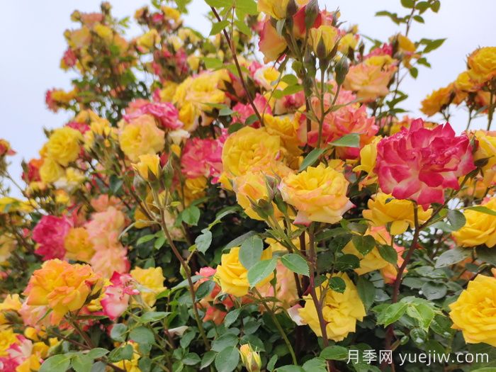藤彩虹月季和微彩虹月季的區別？(圖1)