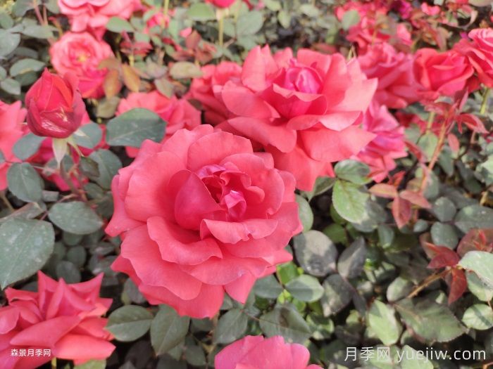 新鄉原陽(yáng)：小城街頭，月季綻放(圖1)