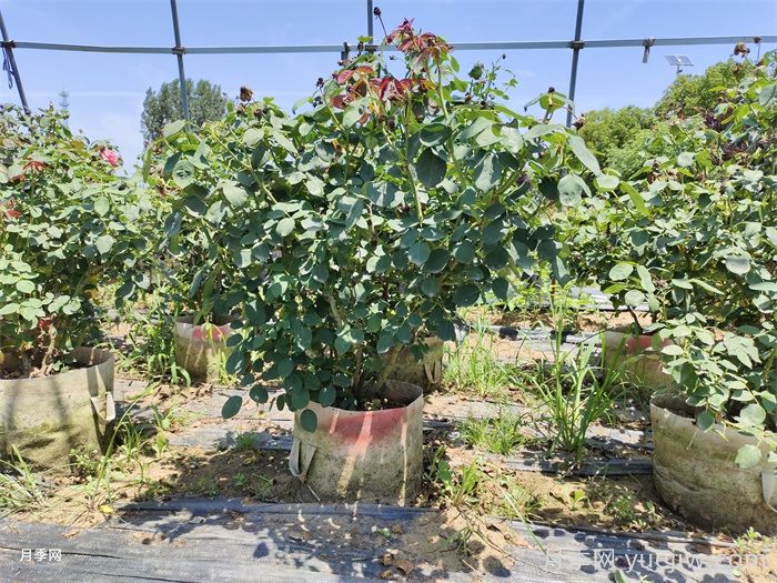 月季花后該如何修剪？月季花后修剪指南(圖1)