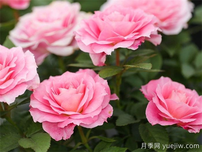 陽(yáng)臺養月季，必備的三款粉色系月季(圖2)
