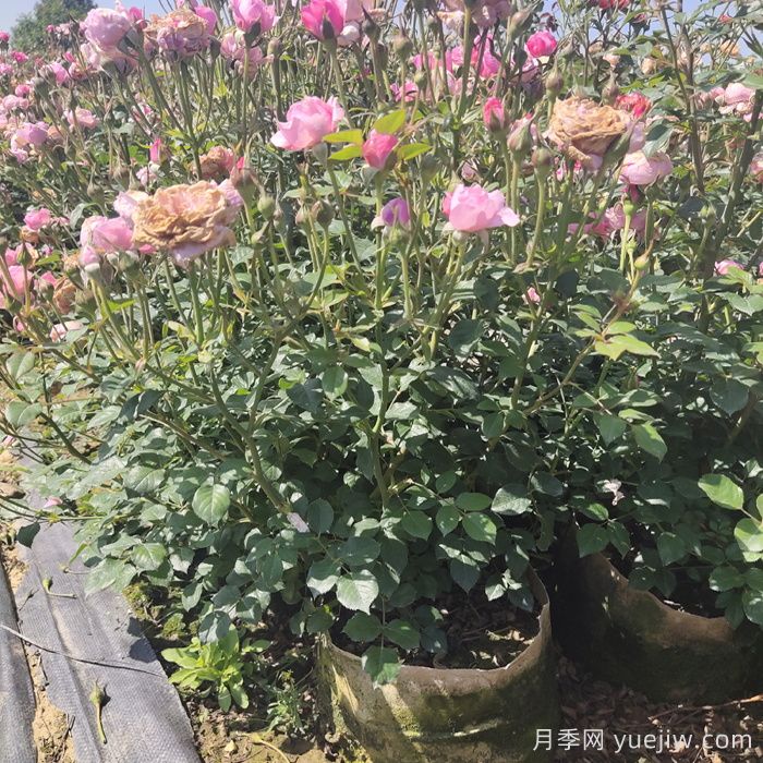月季花期為什么有長(cháng)有短？(圖2)