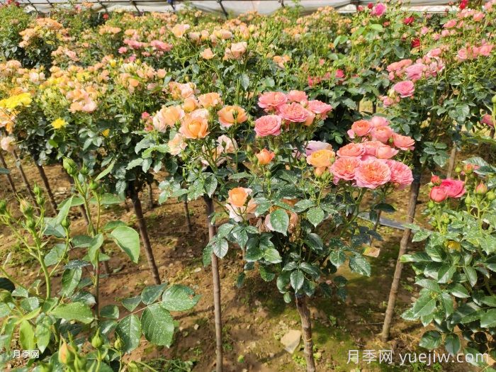多色棒棒糖，讓一株月季開(kāi)出多色花(圖1)
