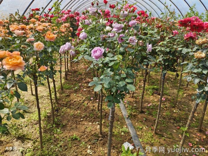 多色棒棒糖，讓一株月季開(kāi)出多色花(圖2)
