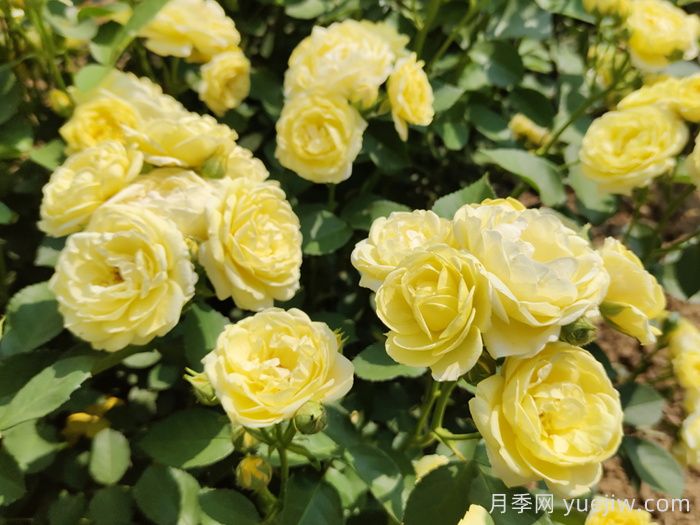 給月季花澆水時(shí)要避免澆到哪些部位？(圖1)