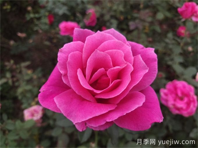 花朵直徑在15-20厘米的大花月季品種有哪些？(圖3)