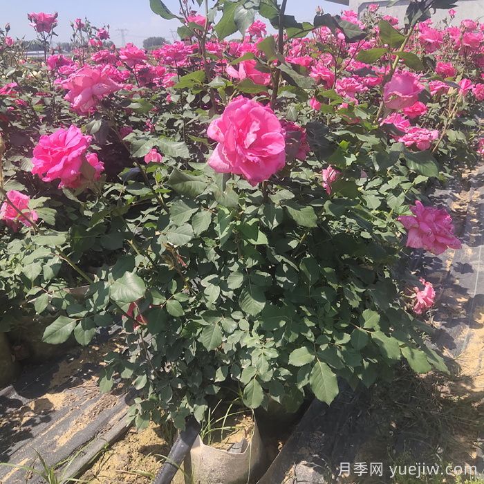 月季開(kāi)完花，不同狀態(tài)和季節怎樣修剪？(圖1)