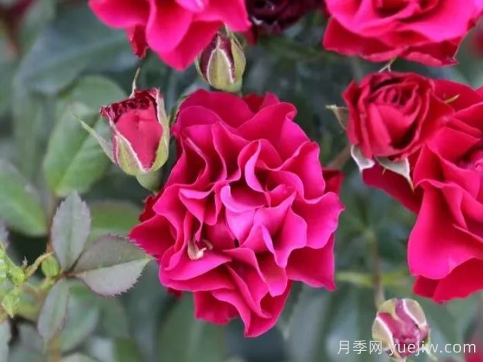  門(mén)頭溝紅月季(圖1)