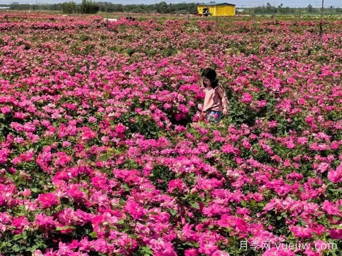 西安月季:西咸新區300萬(wàn)株月季花?;鸪鋈?圖1) 西安月季:西咸新區300萬(wàn)株月季花?;鸪鋈?圖1)