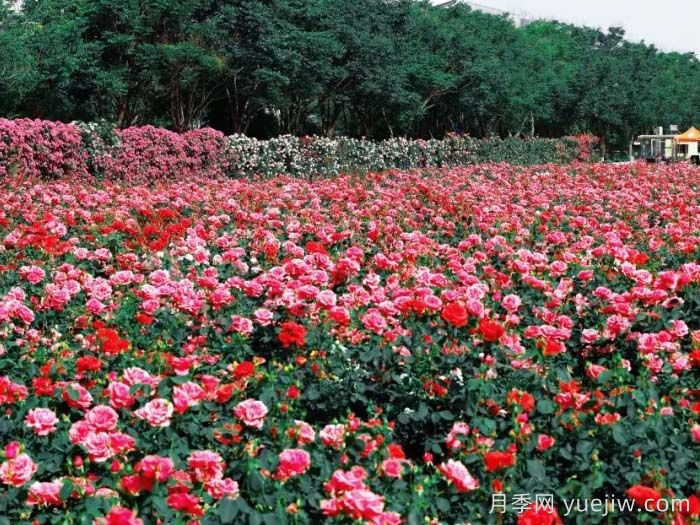 西安月季:西咸新區300萬(wàn)株月季花?;鸪鋈?圖2) 西安月季:西咸新區300萬(wàn)株月季花?;鸪鋈?圖2)