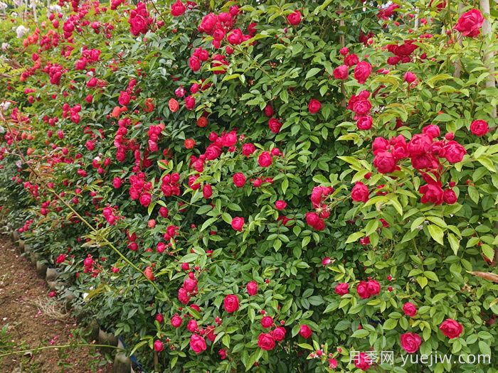 紅科斯特變成紅木香月季，新名字成就一種花(圖2)