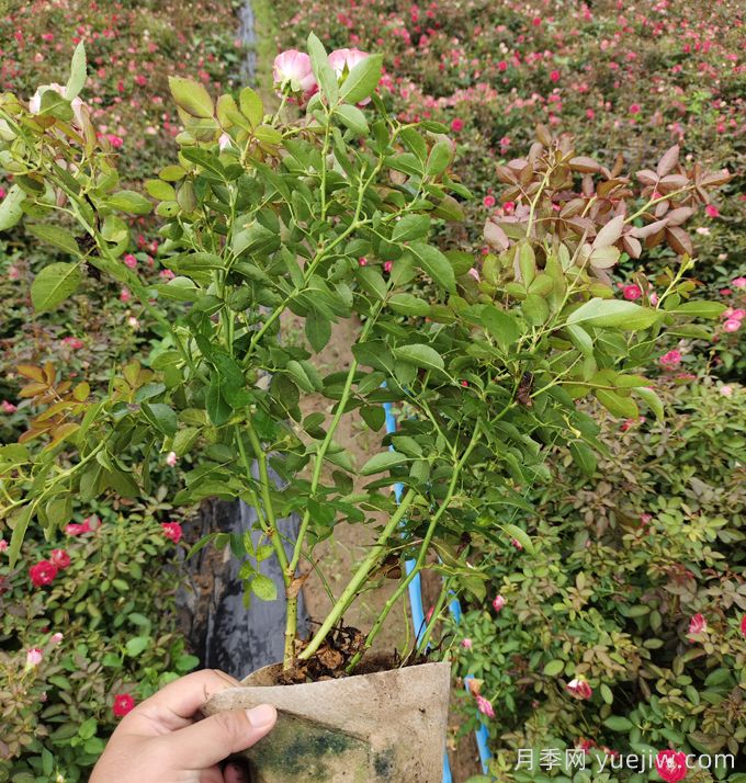 豐花月季大缽苗一平方需要多少棵？(圖2)