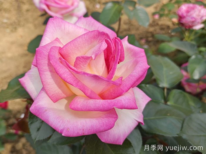 月季和玫瑰是一種花嗎？(圖1)