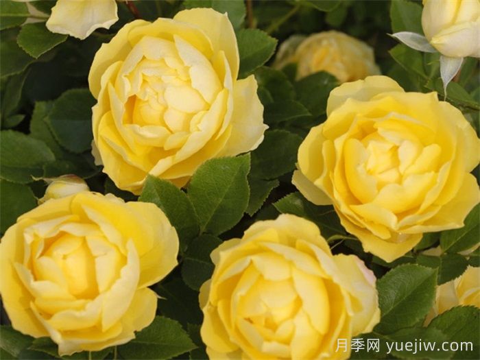 金絲雀月季花開(kāi)花全過(guò)程享受(圖1)