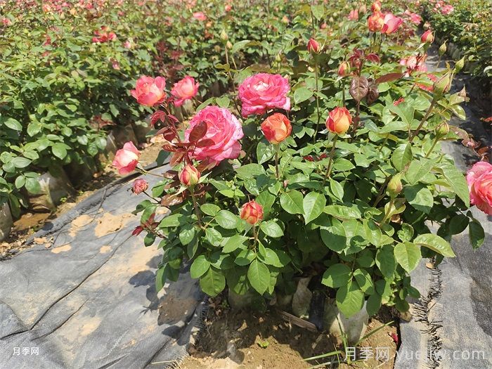 彩云月季(圖6)