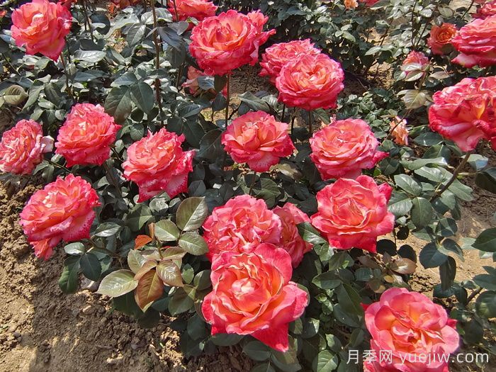 彩云月季(圖5)
